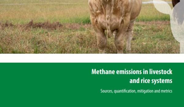 Methane emissions in livestock and rice systems