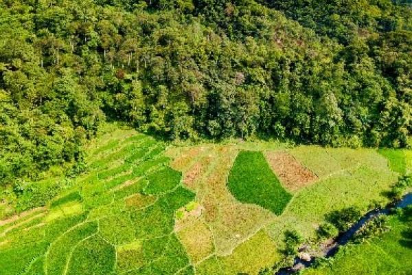 FAO helps countries overcome the challenges posed by the reporting requirements under the Paris Agreement, looking at mitigation and adaptation in the agriculture sectors. 